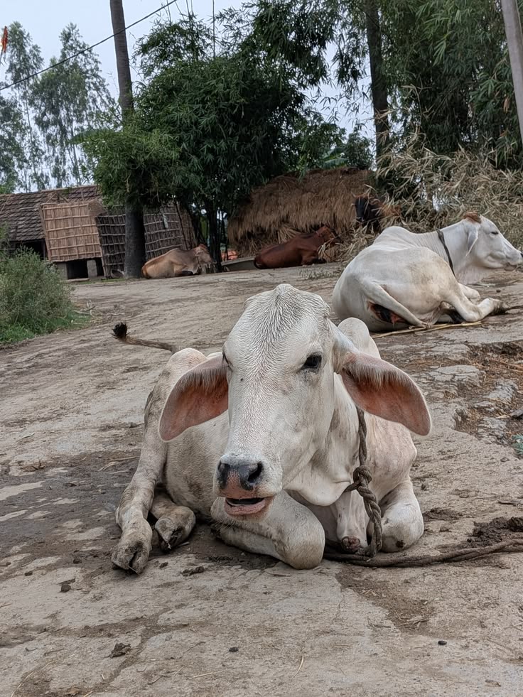 Gauri (Rescued Cow)