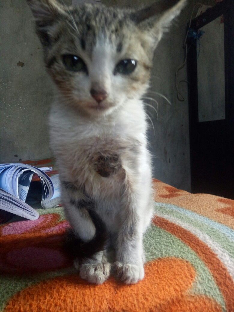 Mano (Stray Cat)