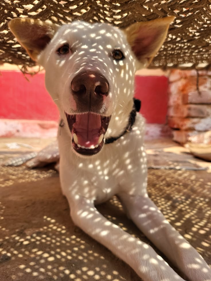 Sheru (Street Dog)